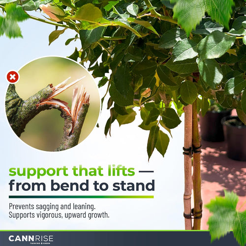 Anchor Bands for Trellising in Rubber Vine Ties, UV-Protected Bands: Grapevines, Trees & Climbing Plants – Tool-Free Loop-and-Anchor Design for Install, Weatherproof