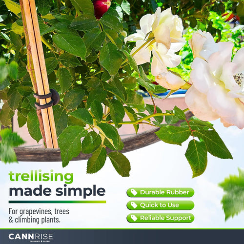 Anchor Bands for Trellising in Rubber Vine Ties, UV-Protected Bands: Grapevines, Trees & Climbing Plants – Tool-Free Loop-and-Anchor Design for Install, Weatherproof